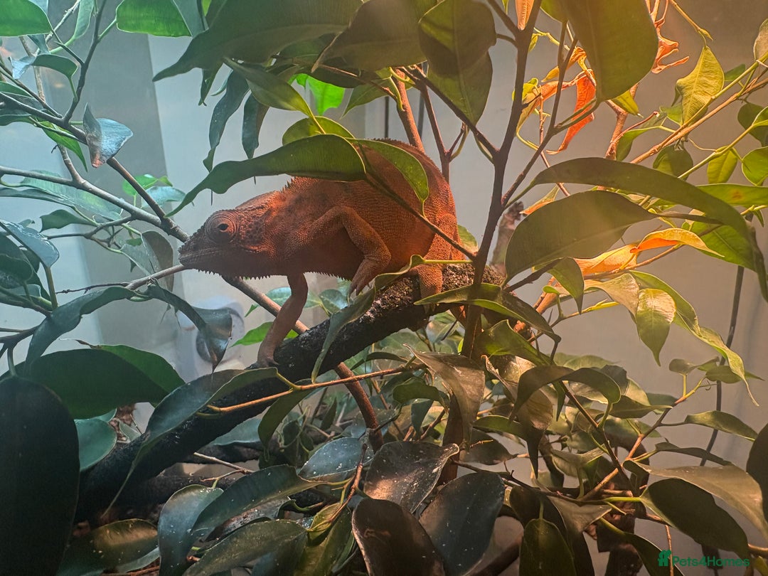 Chameleon reptiles for sale: Female Panther chameleon - Image 4