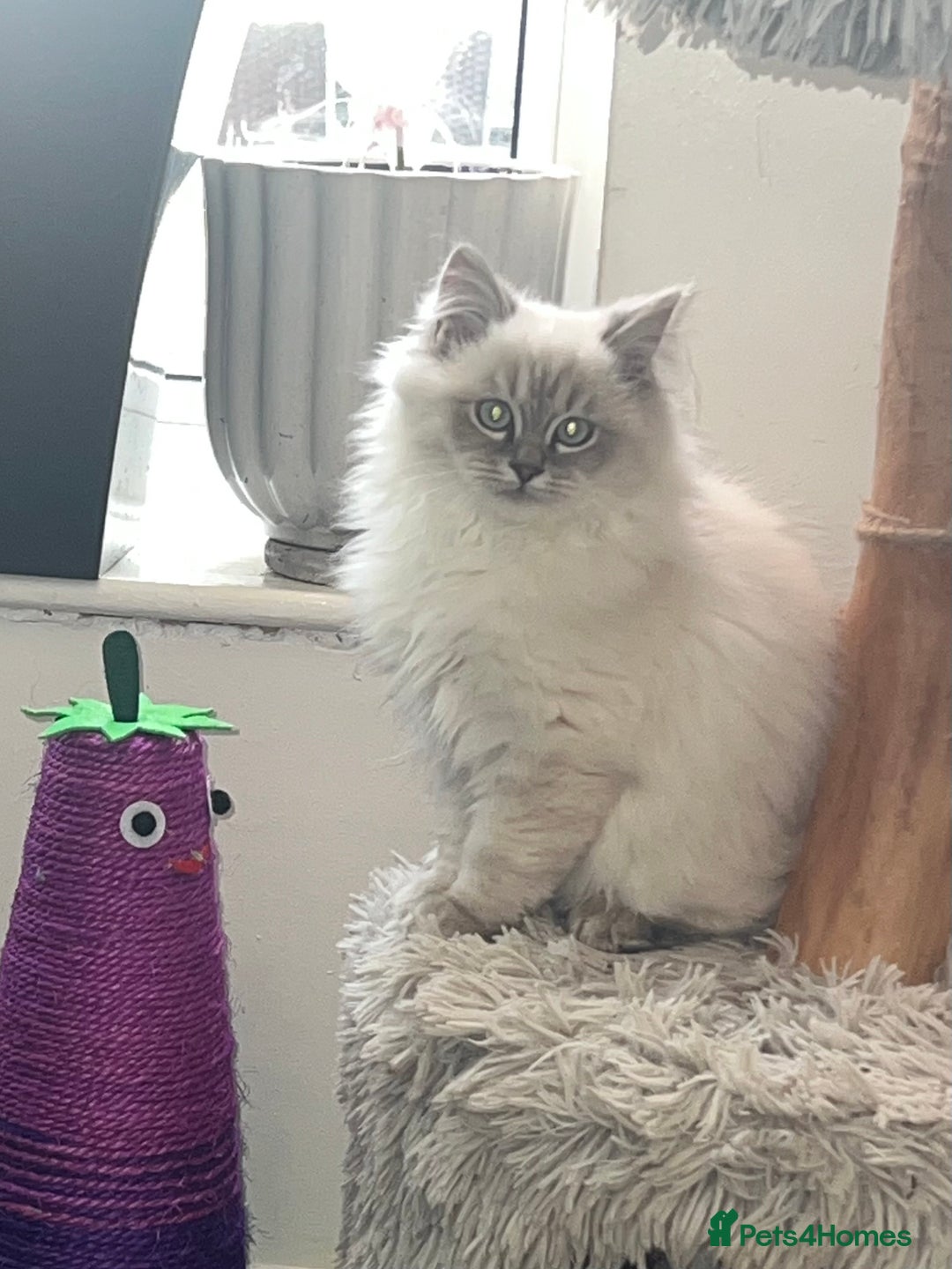 Ragdoll cats for sale: 1 Beautiful Purebred Male Ragdoll Kitten - Advert 1