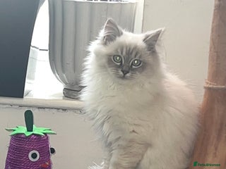 Ragdoll cats for sale: 1 Beautiful Purebred Male Ragdoll Kitten - Advert 1