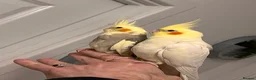 Cockatiels birds for sale: Cocktails for sale - Advert 8