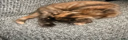 Domestic Shorthair cats for sale: Two lovely kittens looking for their forever homes - Advert 2