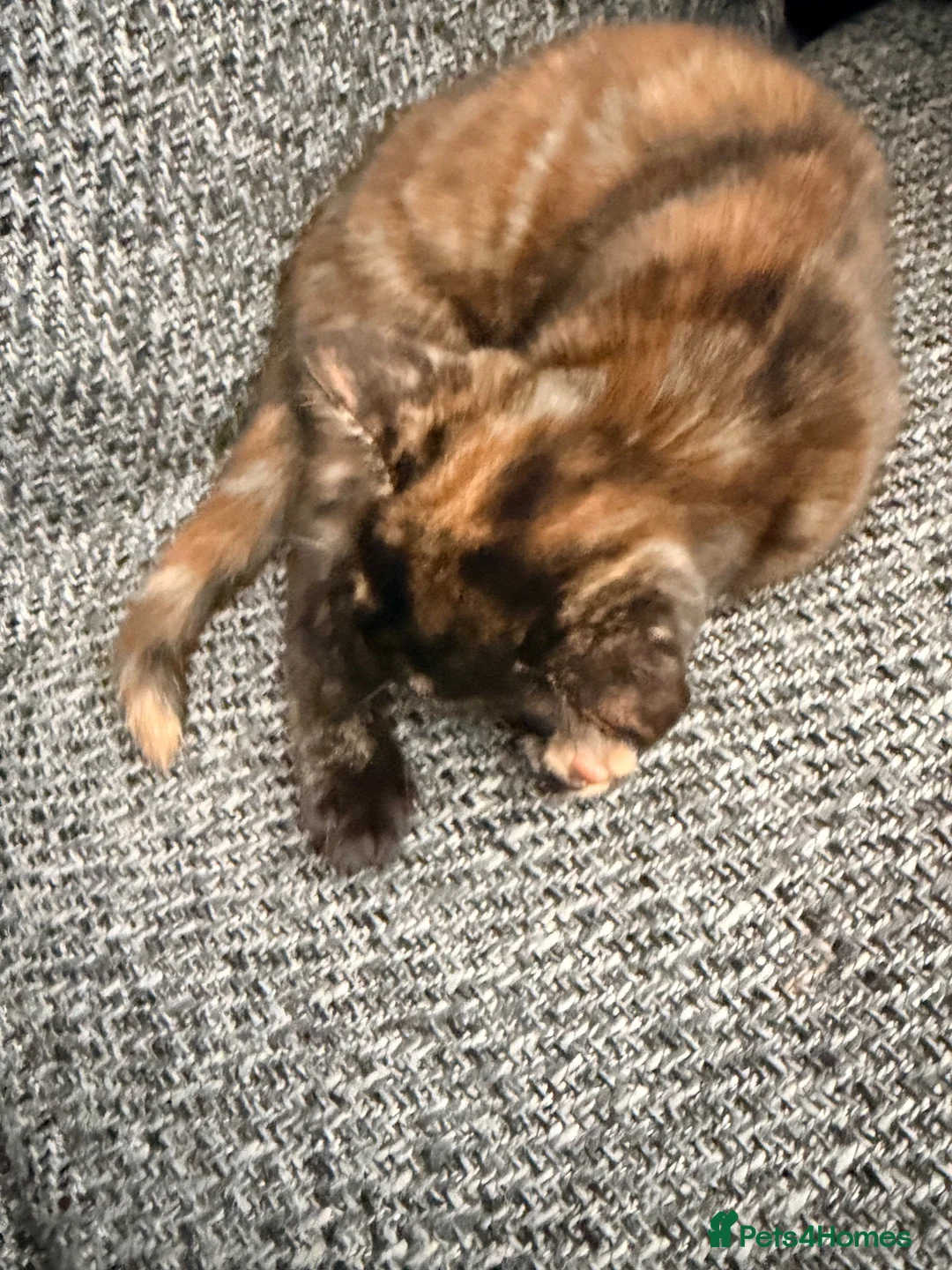 Domestic Shorthair cats for sale: Two lovely kittens looking for their forever homes - Advert 2