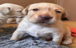 Labrador Retriever dogs for sale: Last Yellow Male available 19th Sept 2025 - Image 18
