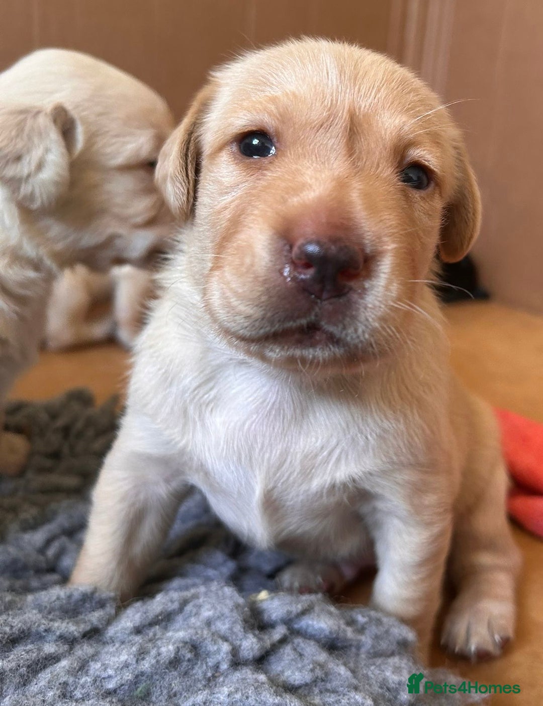 Labrador Retriever dogs for sale: Last Yellow Male available 19th Sept 2025 - Image 18