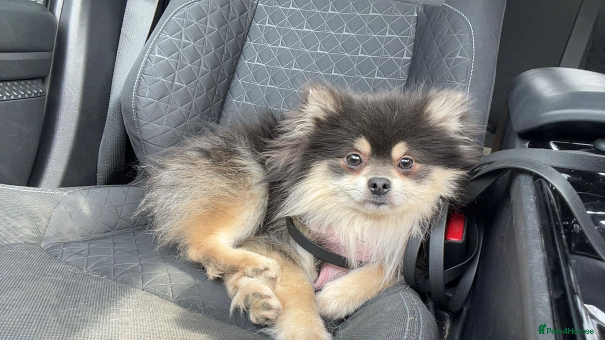 Pomeranian dogs KC Reg Blue Pomeranian  - Advert 5