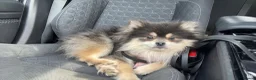 Pomeranian dogs for sale: KC Reg Blue Pomeranian  in Ipswich - Advert 1