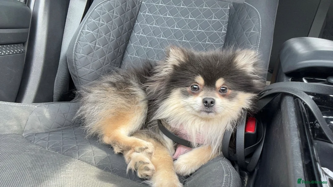 Pomeranian dogs for sale: KC Reg Blue Pomeranian  in Ipswich - Advert 1