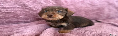 Dachshund Puppy 3