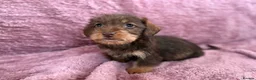 Dachshund dogs for sale: 1 available Kc miniature wire hair dachshunds  - Advert 7