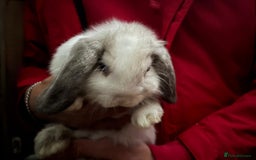 Mini Lop rabbits for sale: Friendly Pure Bred Mini Lop Bunnies Ready Now  - Image 5