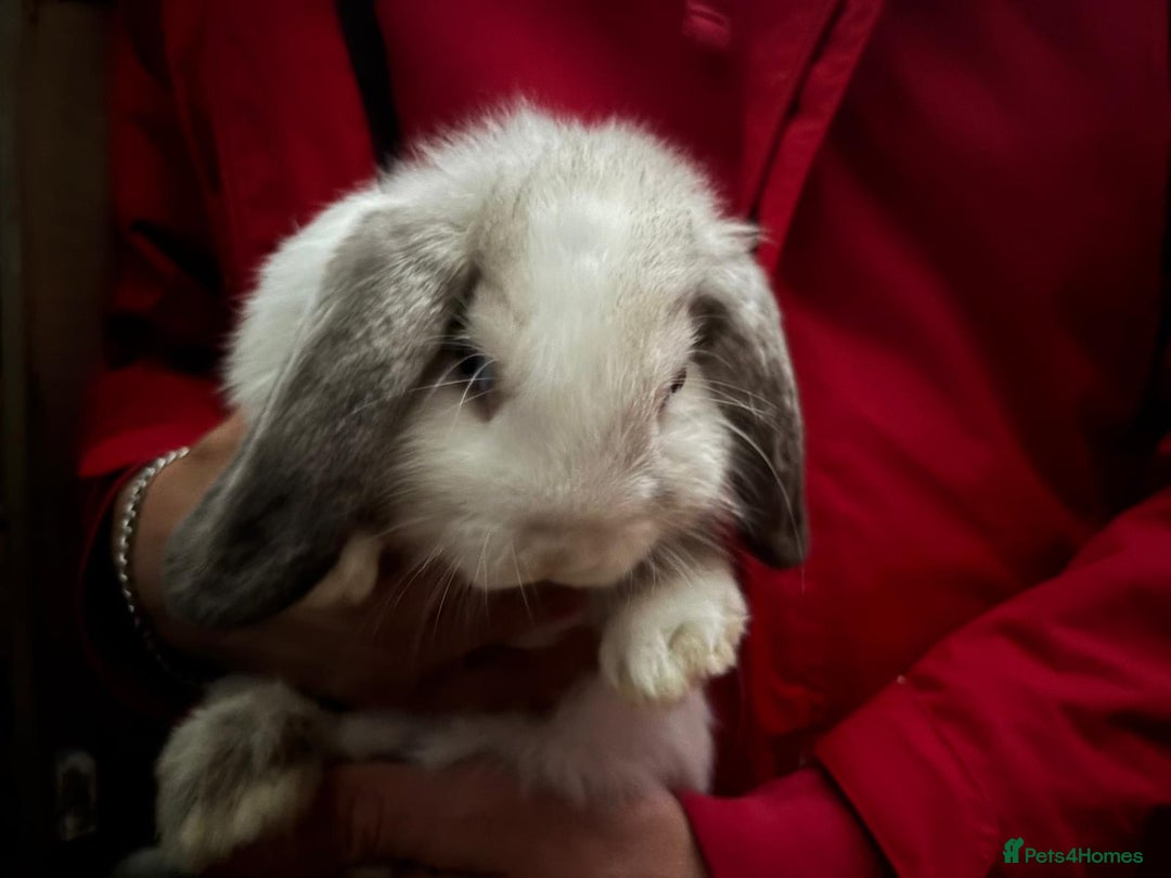 Mini Lop rabbits for sale: Friendly Pure Bred Mini Lop Bunnies Ready Now  - Image 5