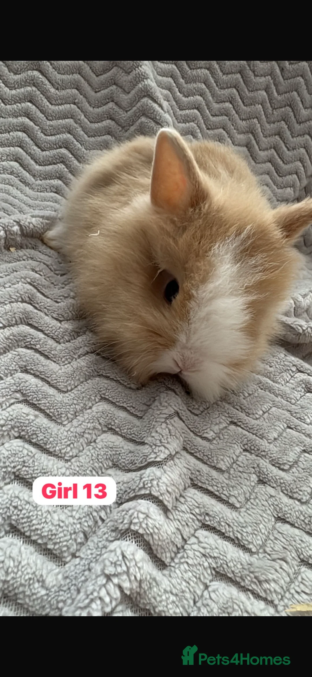 Lionhead rabbits for sale: ✨ Lionhead Bunnies for sale ✨  - Advert 2