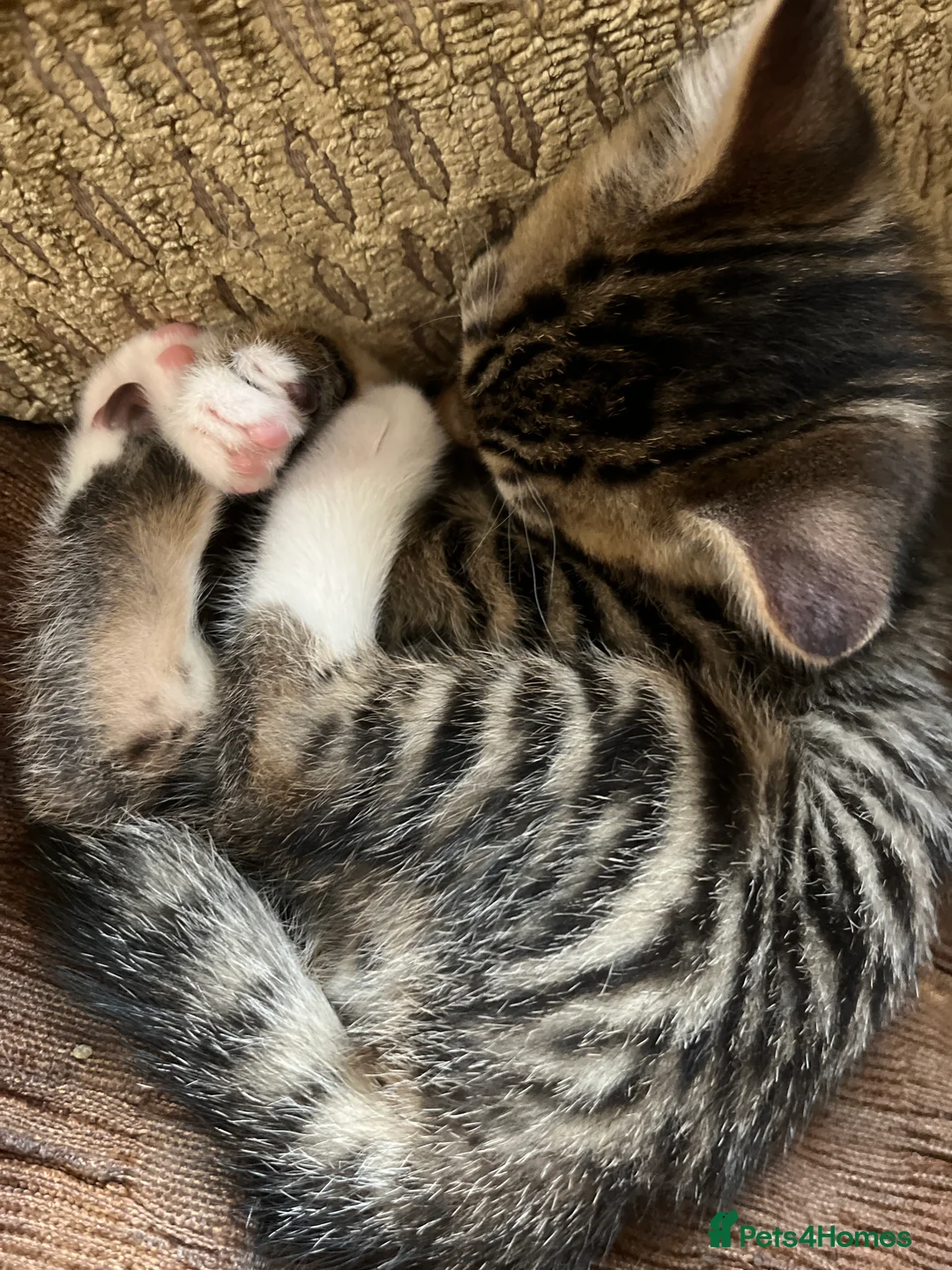 Bengal cats for sale:  Glittery Bengal X KittensWith Famous References!  - Advert 26