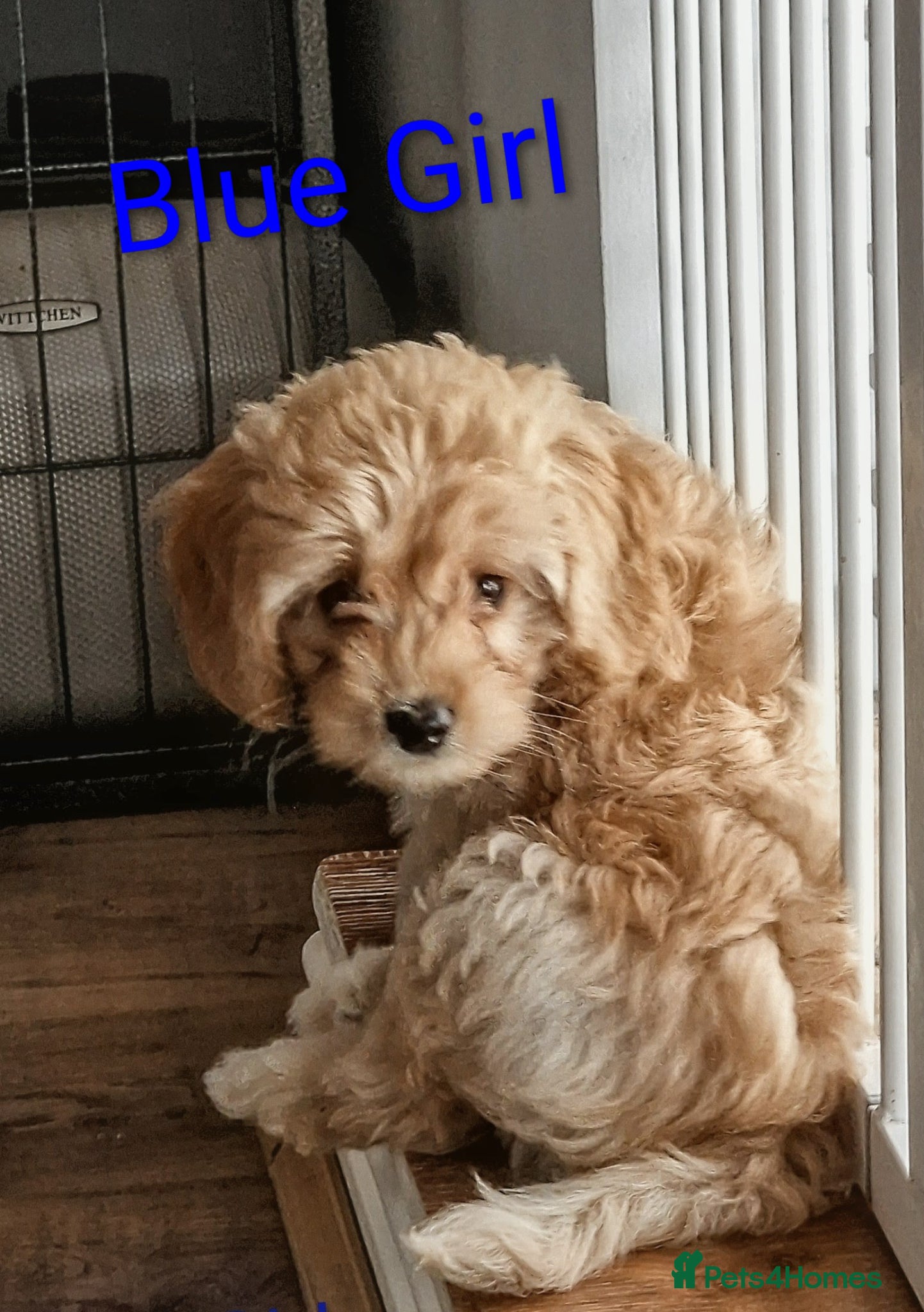 Mini Goldendoodle dogs READY NOW Miniature Goldendoodle Puppies F1B  - Advert 2