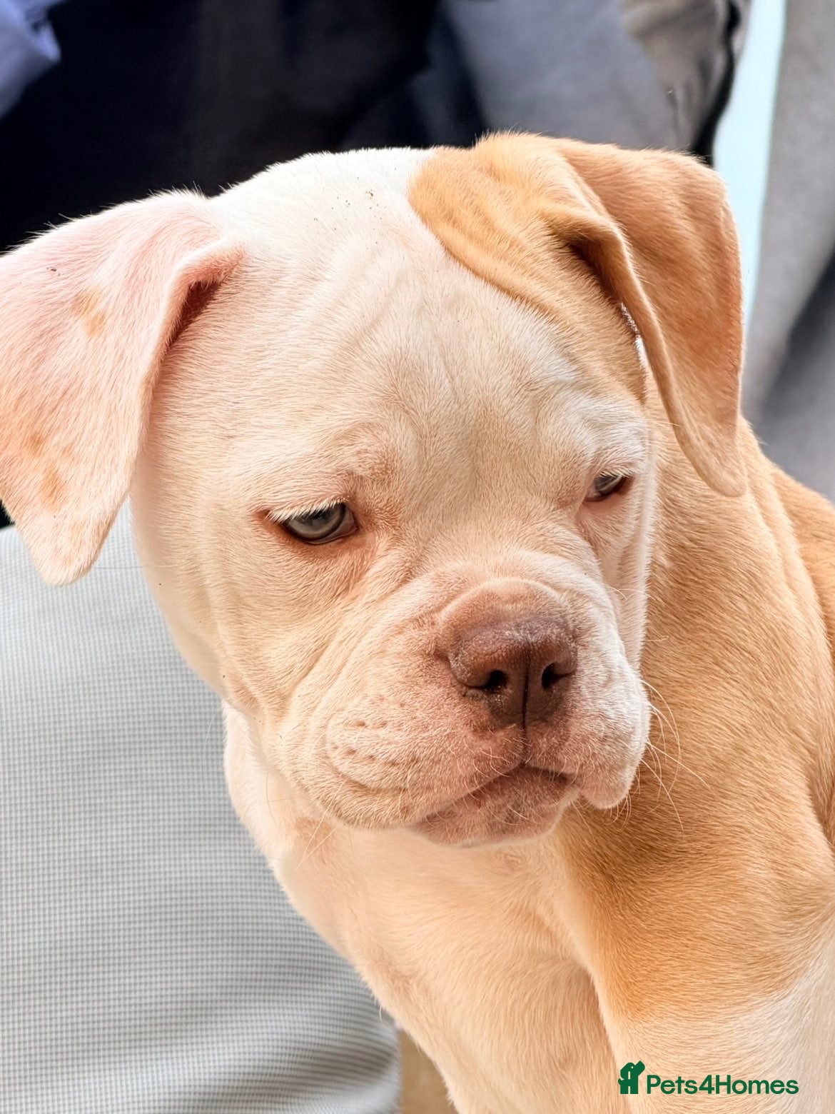 English Bulldog dogs Old English bulldog  - Advert 4