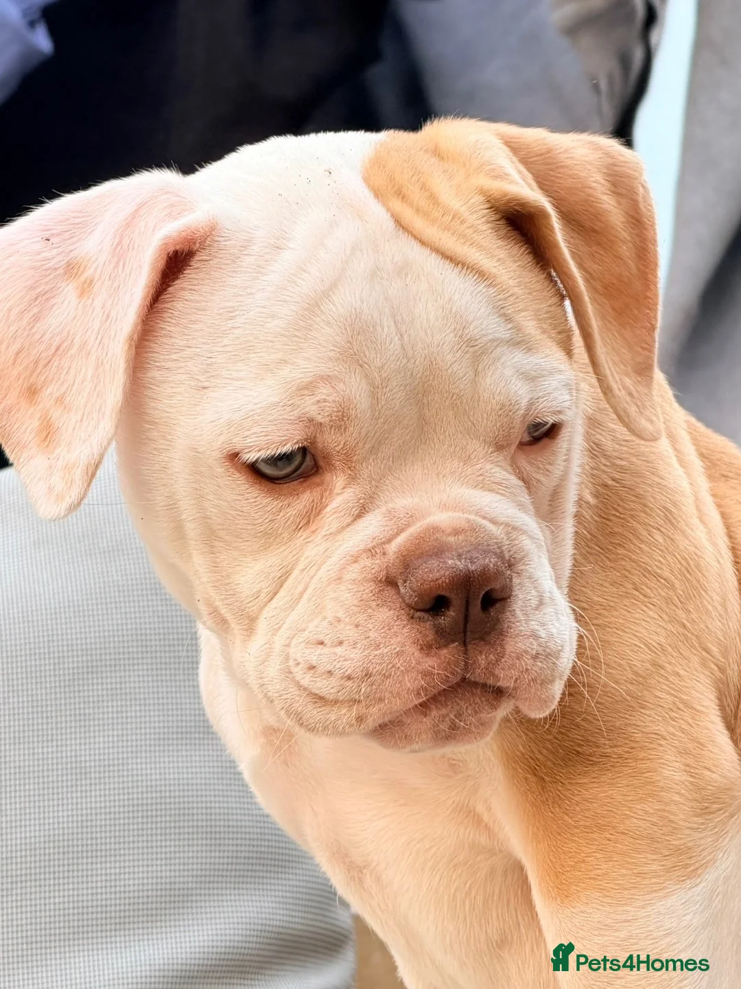 English Bulldog dogs for sale: Old English bulldog  in Croydon - Advert 1