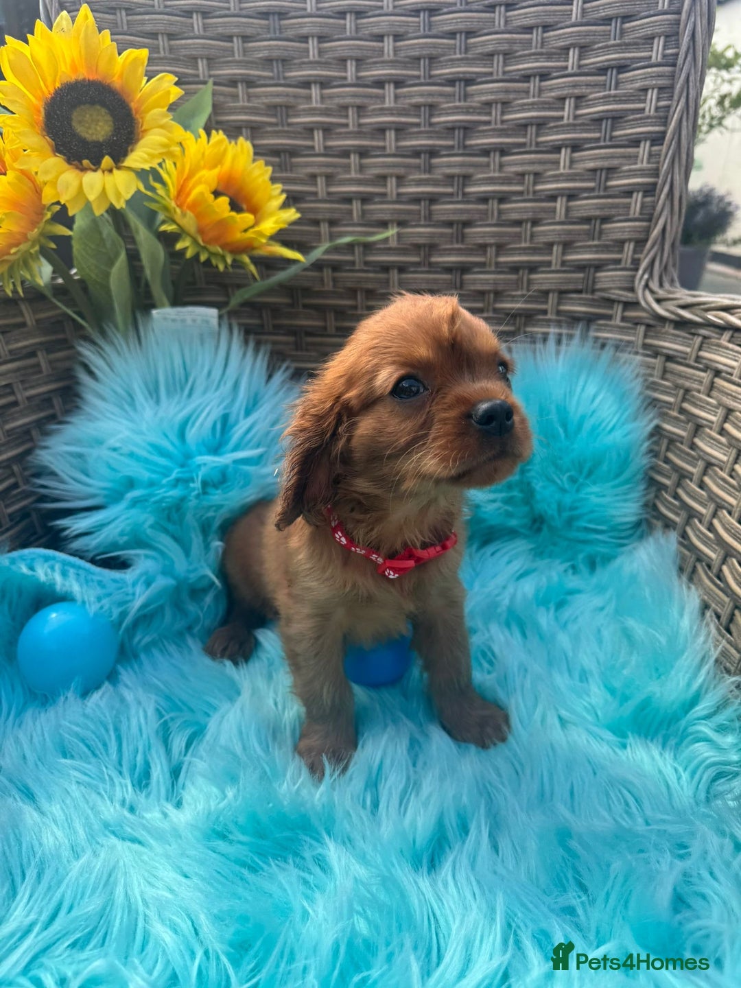 Cavalier King Charles Spaniel dogs for sale: Kc registered Ruby red King Charles spaniels - Image 4