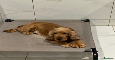 Cocker Spaniel dogs - Advert 2