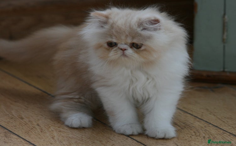 Exotic cats - Advert 1