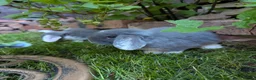 French Lop rabbits for sale: 5 lops available  - Advert 1
