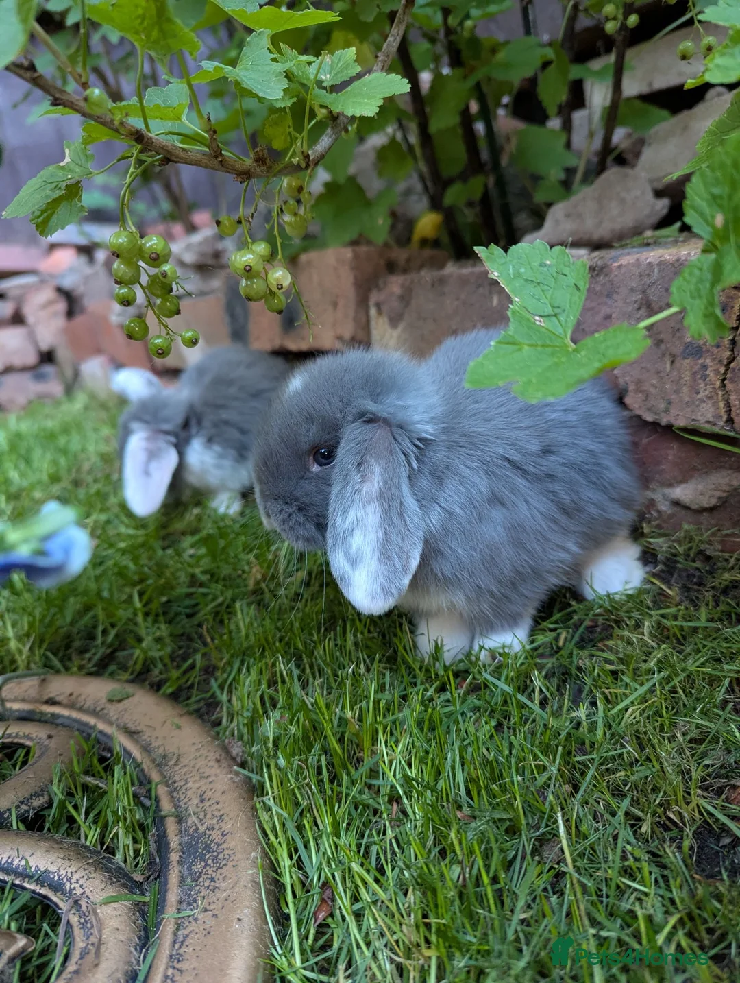 French Lop rabbits for sale: 5 lops available  - Advert 1