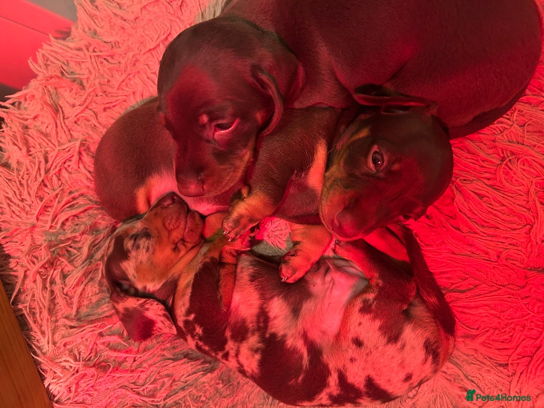 Miniature Dachshund dogs for sale: KC registered boy - Advert 2