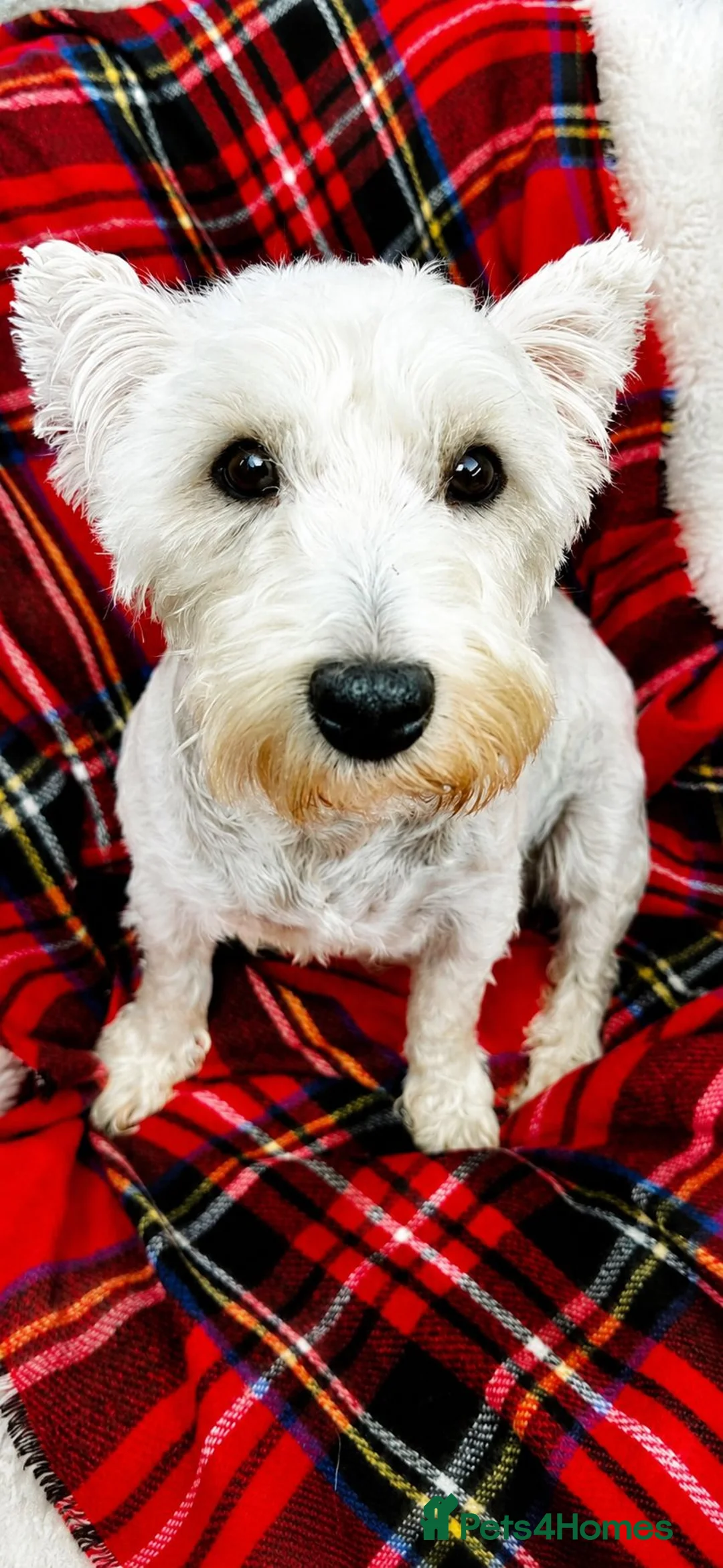West Highland Terrier dogs for sale: Gorgeous West Highland Terrior Puppies!! - Advert 2