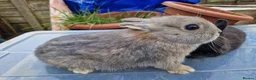 Netherland Dwarf rabbits for sale: Cute little Netherland Dwarf babies-4 boys 2 girls - Advert 15
