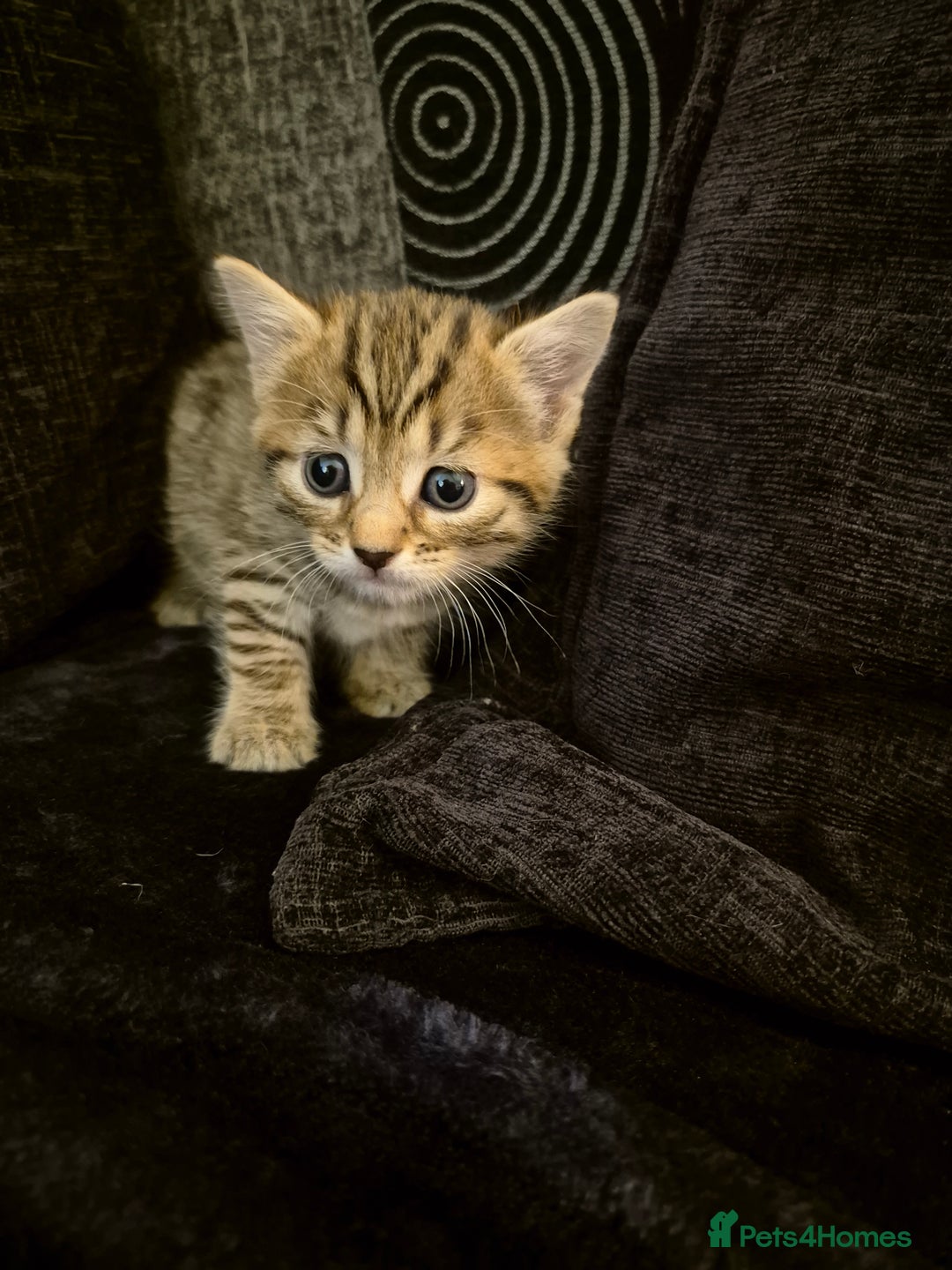 Mixed Breed cats for sale: Female kitten  - Image 3