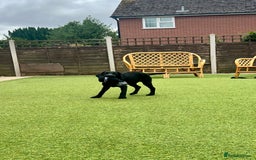Labrador Retriever dogs for sale: Stunning litter of Black Labrador puppies  in Lydbury North - Image 7