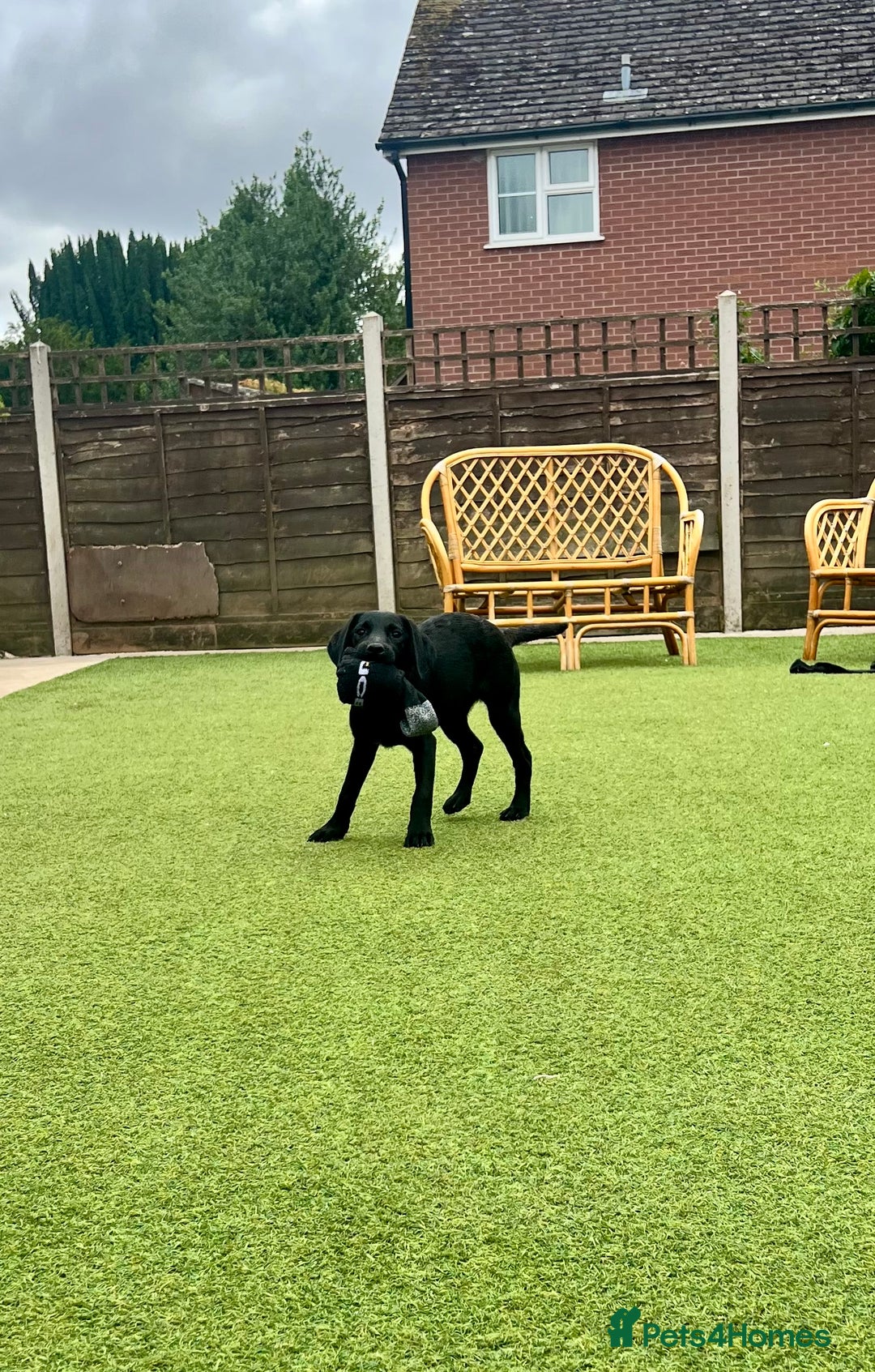 Labrador Retriever dogs for sale: Stunning litter of Black Labrador puppies  in Lydbury North - Image 7