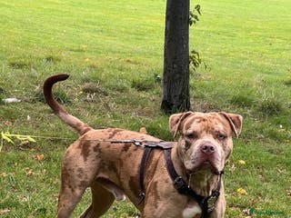 American Bully dogs American Bully - Advert 1