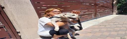 Cockapoo dogs for adoption: 🐾CRIS - Betrayed by the Person He Trusted… in Nottingham - Advert 12