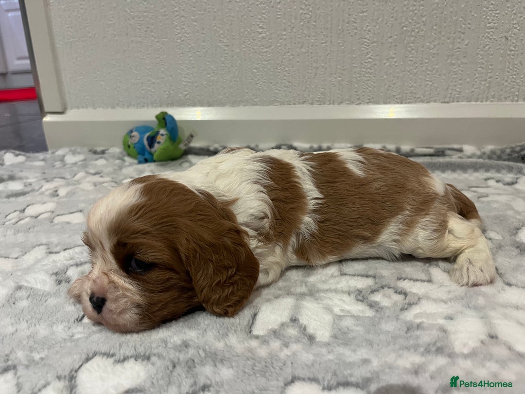 Cavalier King Charles Spaniel dogs for sale: Cavalier King Charles puppy’s  - Advert 12