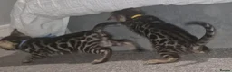 Bengal cats for sale: Supreme Apb Gene & Health Tested Bengal Kittens - Advert 16