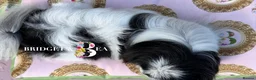 Pekingese dogs for sale: 1 year old kc female - Advert 8