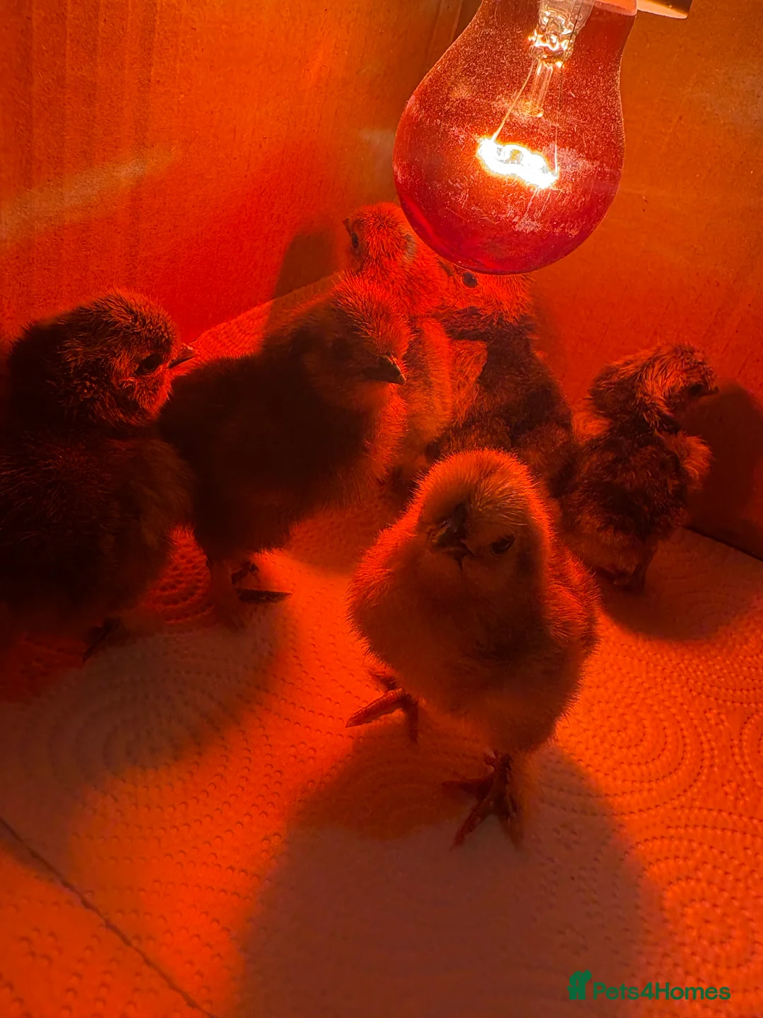 Chickens poultry for sale: 2 day old silkie chicks on heat still in Rotherham - Advert 2