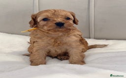 Cavapoo dogs for sale: Dream Cavapoo puppies, DNA Clear, Home Raised - Image 15