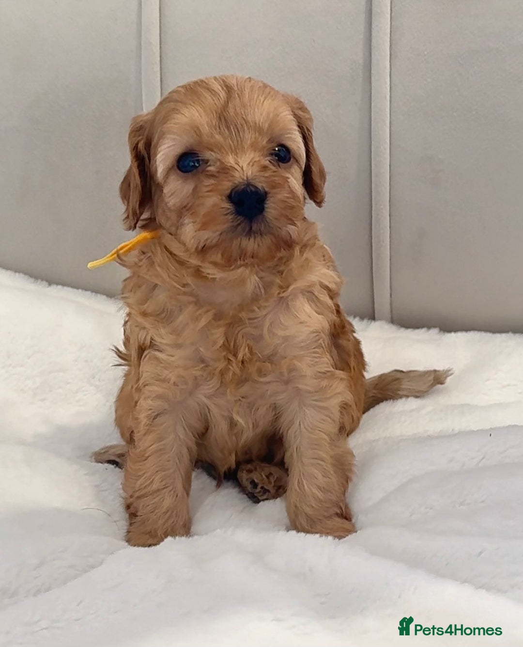 Cavapoo dogs for sale: Dream Cavapoo puppies, DNA Clear, Home Raised - Image 15