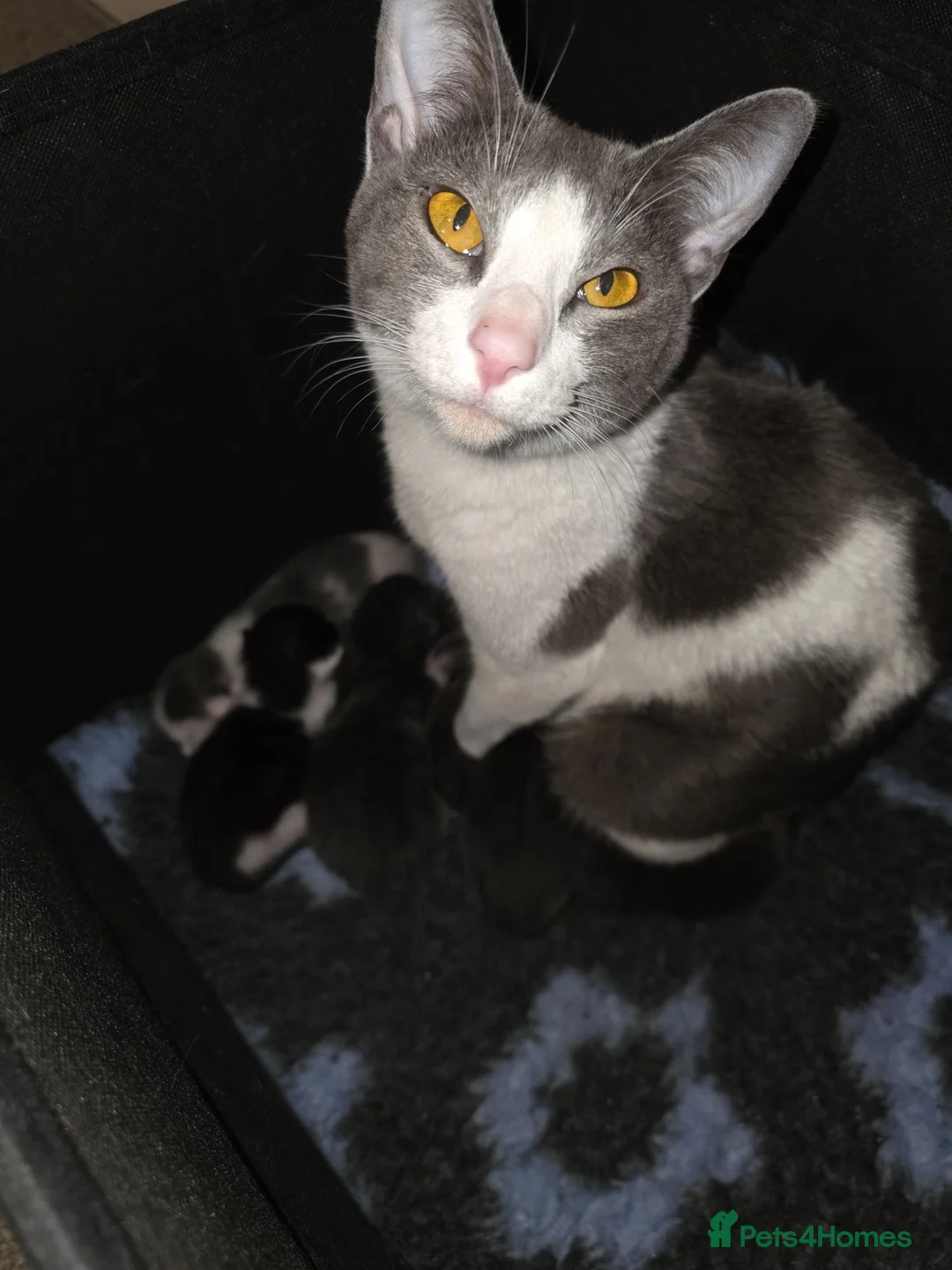 Mixed Breed cats for sale: Maine Coon x Oriental Mix - Advert 2