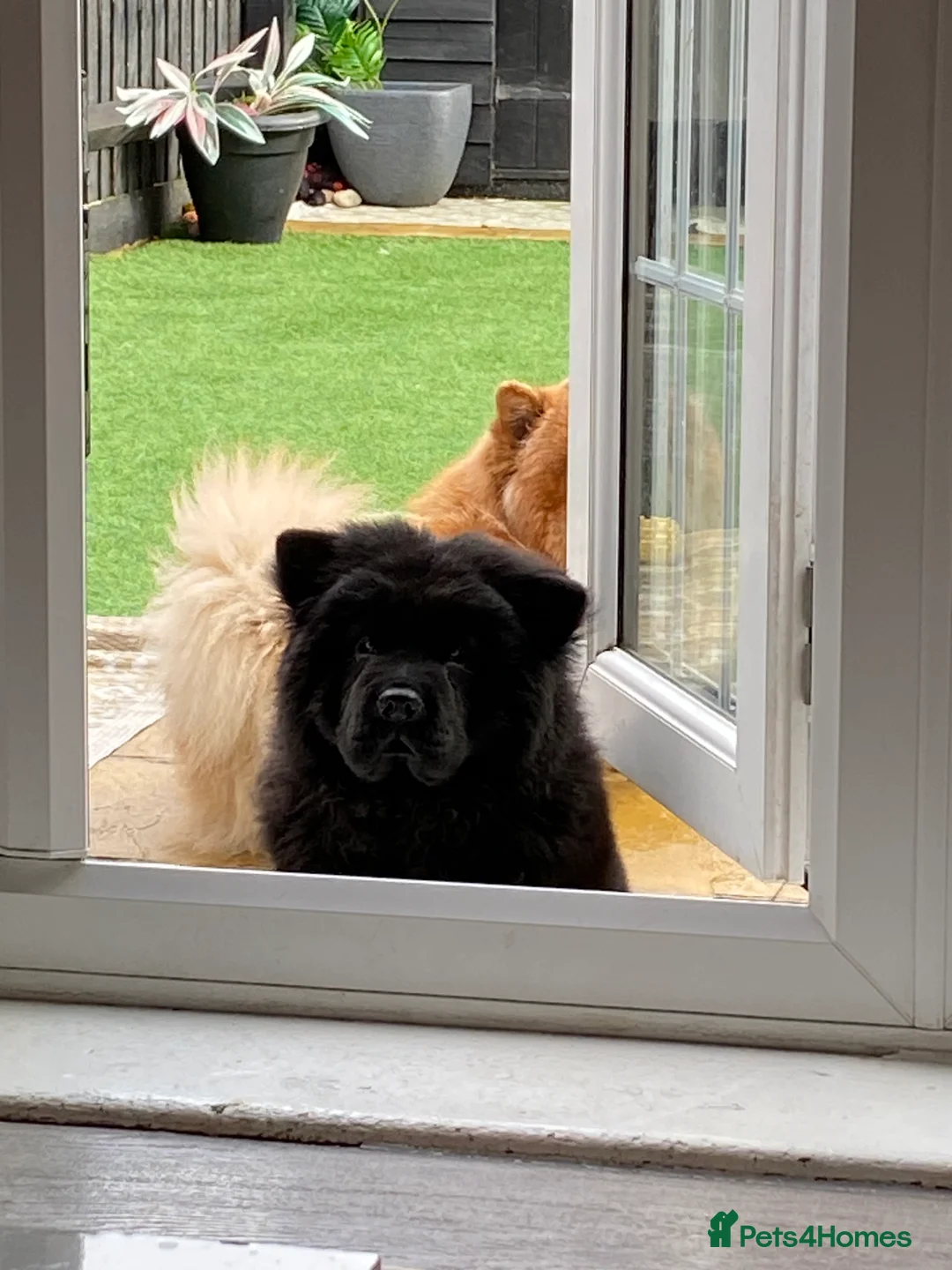 Chow Chow dogs for sale: Chow chow Puppy M - Advert 4