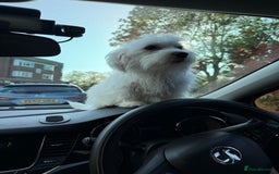 Maltese dogs for sale: Maltese puppies  - Image 18