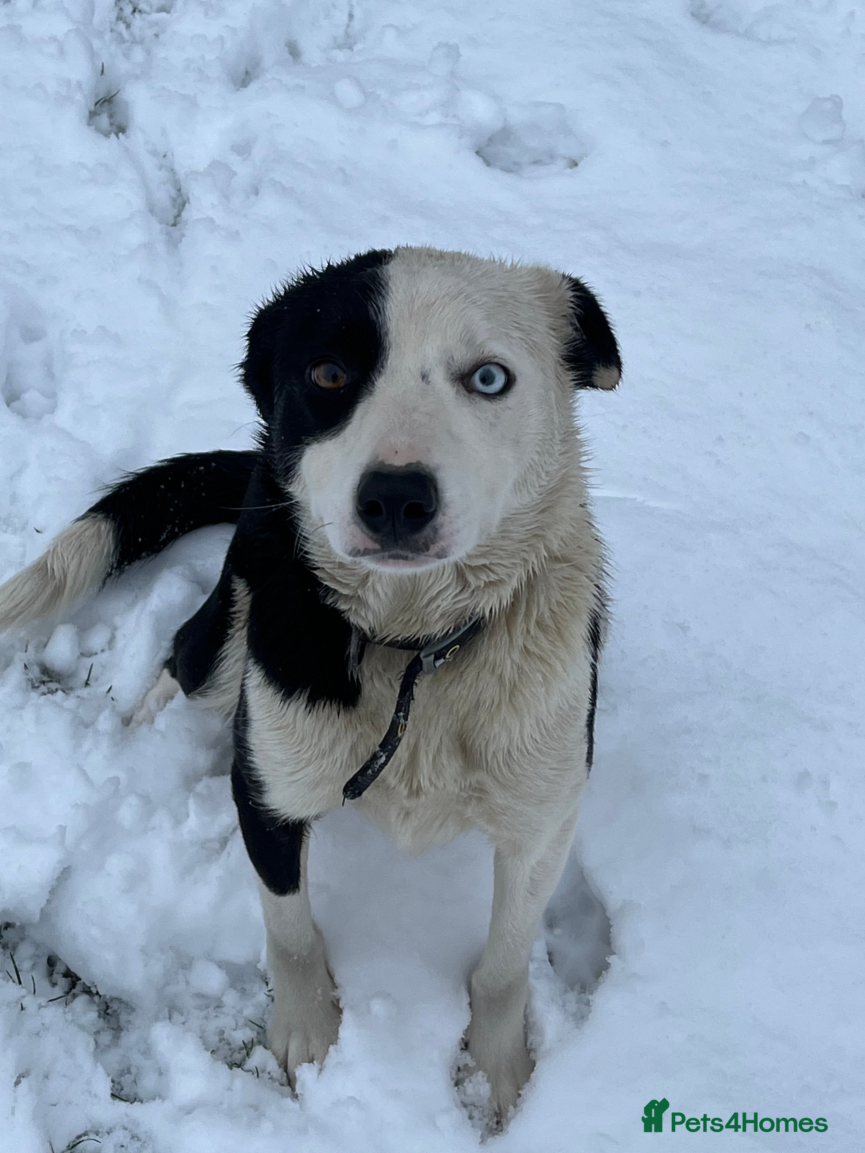 Border Collie dogs Border collie puppies  - Advert 6