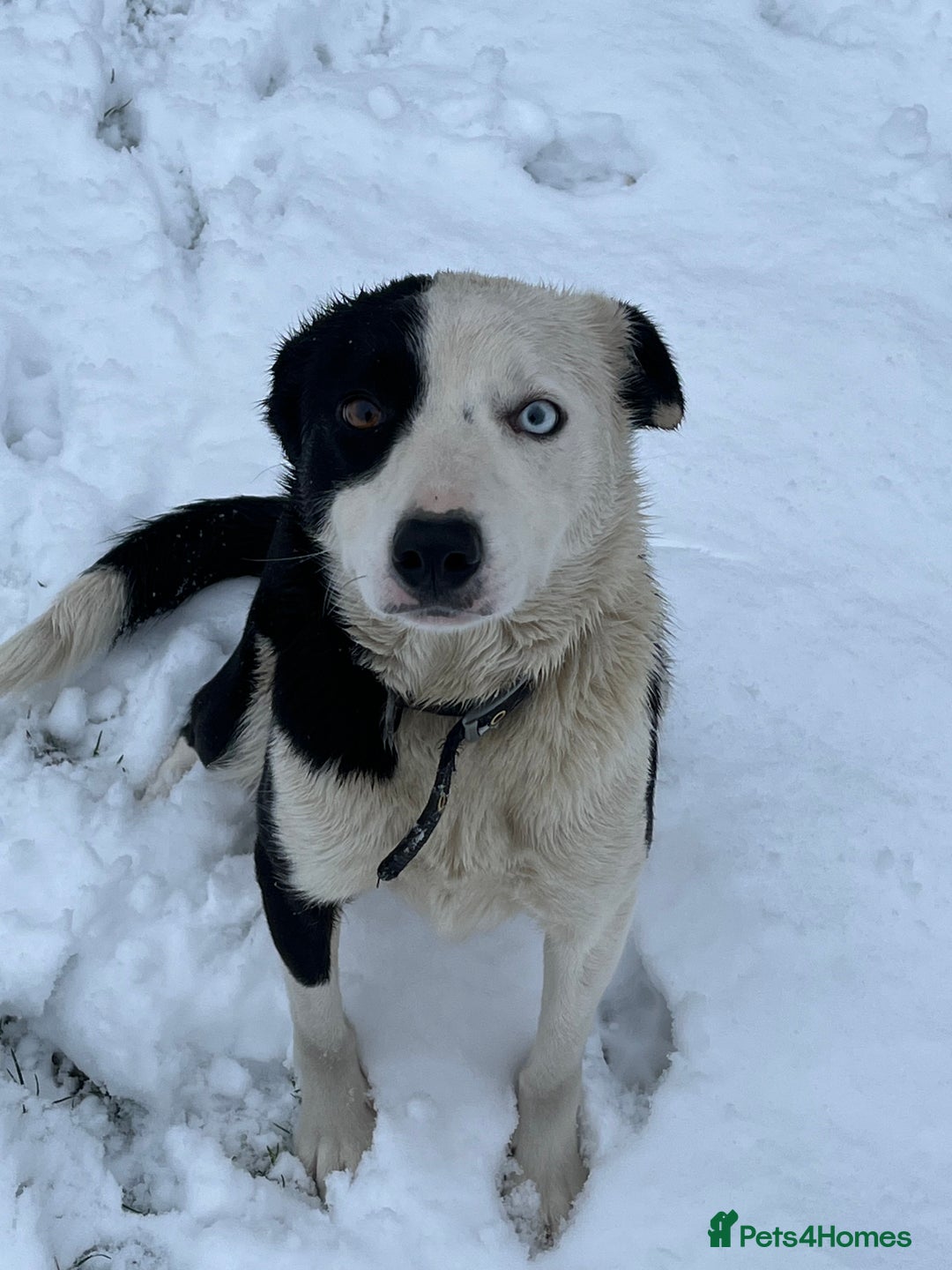 Border Collie dogs for sale: Border collie puppies  - Advert 1