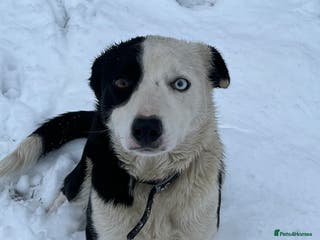 Border Collie dogs Border collie puppies - Advert 7