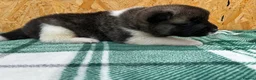 Akita dogs for sale: KC Reg American Akita puppies - Advert 4