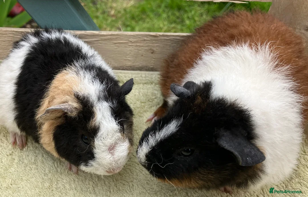 Guinea Pig rodents for sale: Gorgeous pure bred Teddy girls/sows - Advert 1