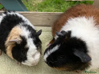 Guinea Pig rodents Gorgeous pure bred Teddy girls/sows - Advert 18