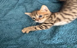 Bengal cats for sale: 4 Gorgeous Bengal Babies - Image 6