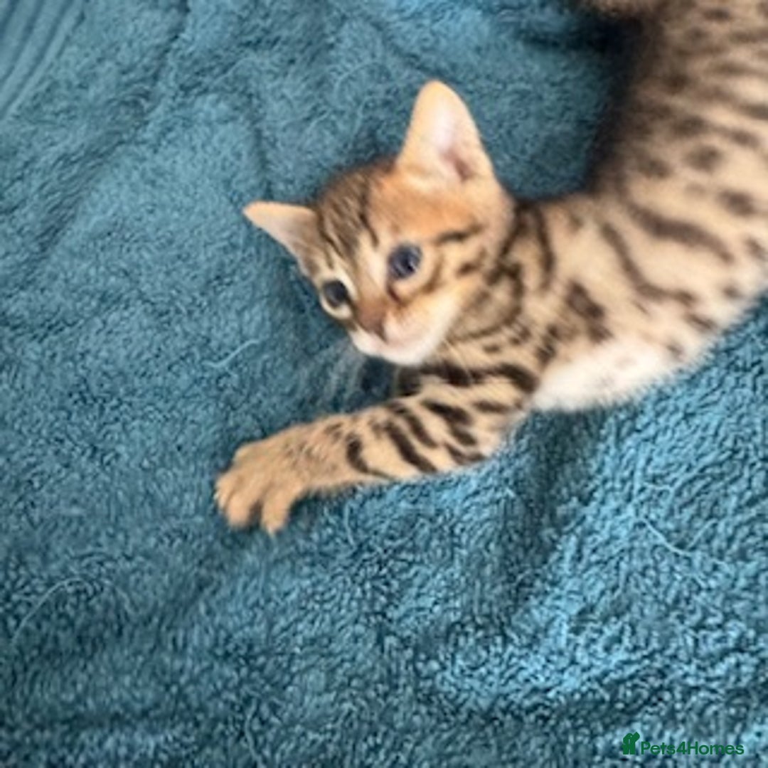 Bengal cats for sale: 4 Gorgeous Bengal Babies - Image 6